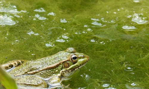 Algenentwicklungen sind an einer starken grünlichen, gelblichen oder auch rötlichen Trübung zu erkennen. Symbolfoto: pixabay