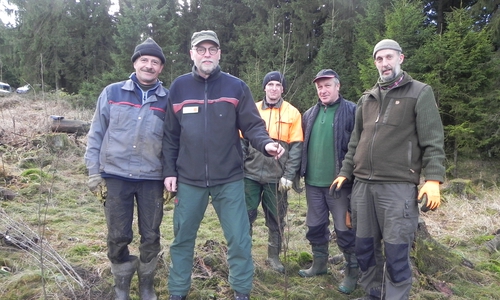 Nationalpark-Revierförster Klaus-Dieter Schultze (zweiter von links) und Mitarbeiter der Firma Jörg Nedden beim Einbringen der jungen Buchen. Foto: Nationalpark Harz