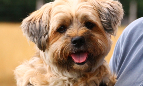 Terriermischling Casper ist völlig unkompliziert. Fotos: Tierschutzzentrum Ribbesbüttel