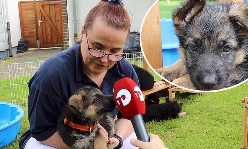 Hat ein großes Herz für die Flausch-Welpen: Tierärztin Michaela Jamans. Video und Fotos: Nadine Munski-Scholz