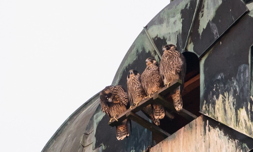 Vier junge Wanderfalken bewohnen derzeit die Hauptkirche. Fotos: Michael Klatt