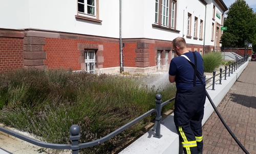 Im sonst schön lila blühenden Blumenbeet im Bereich einer Versicherung, brannten zuvor einige Quadratmeter Lavendel. Foto: Stadtfeuerwehr-Presse-Team