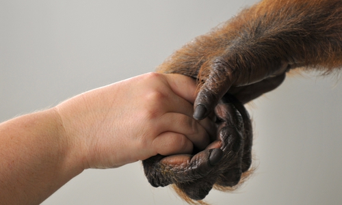 Unter anderem sollen Affen nicht mehr in Zirkussen innerhalb Salzgitters zu sehen sein. Symbolfoto: Jutta Hof