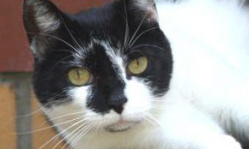 Minka.
Foto: Tierschutzzentrum Gifhorn
