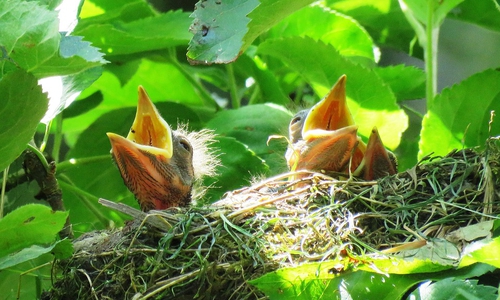 Der Traum von einem Aussichtsturm zur Beobachtung der Vogelbestände scheint ausgeträumt. Symbolfoto: Pixabay