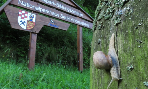 Faszination Schnecke. Foto: Walter Wimmer