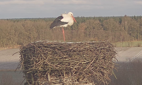 Fridolin ist wieder zurück. Foto: NABU
