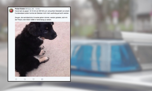 Die Polizei sucht den Besitzer des Welpen. Foto: Twitter/Alec Pein
