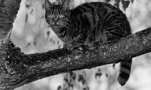 Alle hatten auf eine positive Tierrettung gehofft - doch die Hilfe kam nur wenige Minuten zu spät. Symbolfoto: Pixabay