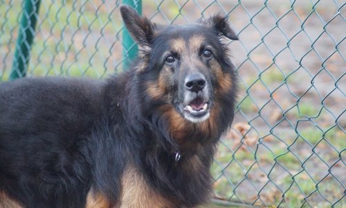 Jerry.
Foto: Tierschutzverein Gifhorn und Umgebung