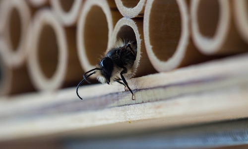Mehr Schutz für Insekten: Das versucht die Stadt Helmstedt mit zahlreichen Maßnahmen zu garantieren. Symbolfoto: Pixabay