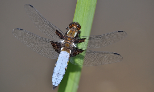 Foto: Carsten Schütte