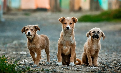 Das Halten mehrerer Hunde wird in Braunschweig ein zunehmend kostspieliges Vergnügen. Symbolbild.