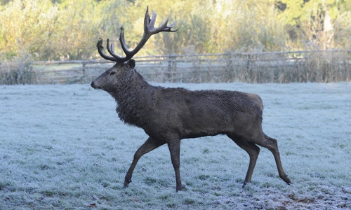 Gefährdetes Wild. Foto: HUK-Coburg