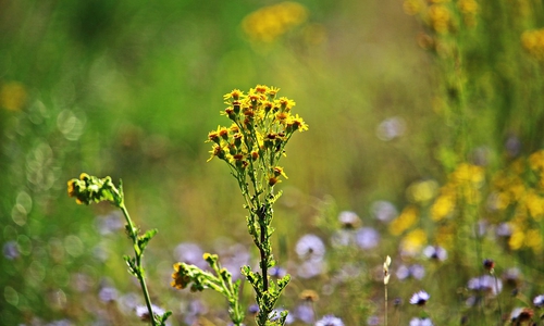 Jakobskreuzkraut. Foto: Pixabay