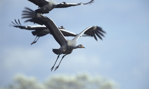 Unsere Zugvögel fliegen wieder in wärmere Gefilde. Foto: Dieter Damschen; NABU