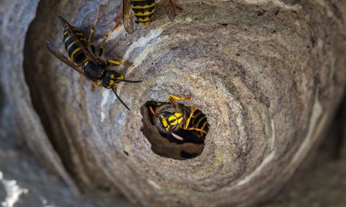Wespen verteidigen ihr Nest vehement, wenn es darauf ankommt. Fotos: Pixabay