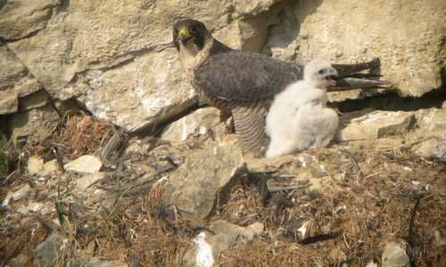 Zwei Bullis sind in Walle verschwunden. Symbolfoto: Frederick Becker
