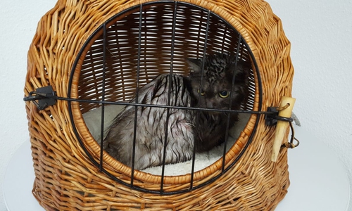Wem gehört die kleine Katze? Foto: Feuerwehr Wolfenbüttel (LS)