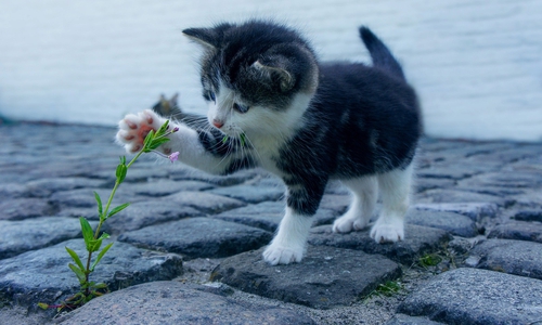 Wer möchte eine Mieze aufnehmen? Symbolbild: Pixabay