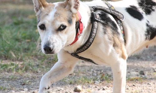 Nelli freut sich immer, wenn sie spazieren gehen darf. Foto: Tierschutzzentrum Ribbesbüttel