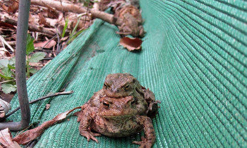 Bei der Abendexkursion des NABUs können mit etwas Glück auch seltene Amphibien beobachtet werden. Foto: Andrea Onkes