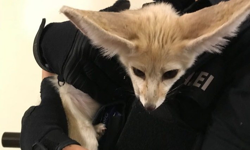 Marvin ist nach einem kurzen Aufenthalt im Zoo wieder zu Hause. Foto: Polizeiinspektion Salzgitter/ Peine/ Wolfenbüttel