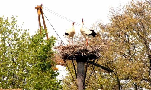 Die unberingten Störche in Börßum. Fotos: Bernd-Uwe Meyer