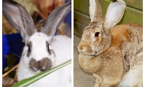 Elli (re.) und Frieda. Foto: Tierschutzverein Gifhorn und Umgebung