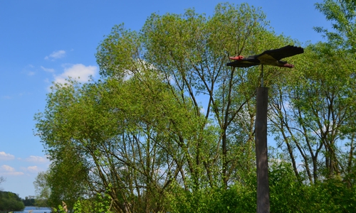 Der Naturschutzbund (NABU) KG Wolfenbüttel lädt am Sonntag, 29. Mai, Mitglieder und Interessierte zu einer rund dreistündigen Wanderung ein. Foto:Cornelia Schilling