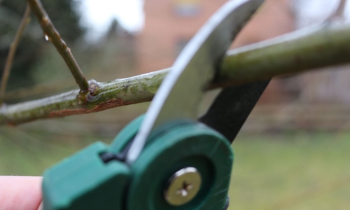Der NABU Niedersachsen appelliert daher an die Gartenbesitzer, Pflegeschnitte möglichst nicht in der Hauptbrutzeit der Vögel von März bis Juni durchzuführen. Symbolfoto: Archiv