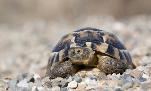 Die Jahresbilanz 2018 weist einen starken Zuwachs an Vögeln, Säugetieren und Reptilien auf. Foto: NABU/Bärbel Rogoschik