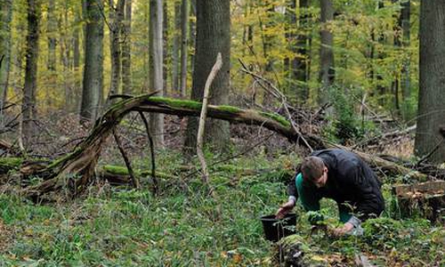 Erfolgreiche Eichelernte im Forstamt Wolfenbüttel. Foto: Niedersächsische Landesforsten