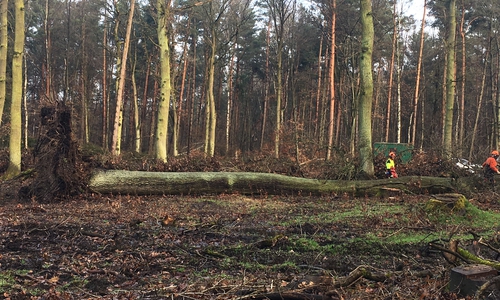 Niedersächsische Landesforsten beginnen mit Aufräumarbeiten nach dem Sturm. Foto: Landesforsten