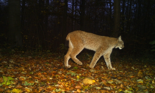 Der Luchs breitet sich aus. Mit der Wildkamera wurde er bei Dörnten gesichtet. Foto: Nationalpark Harz