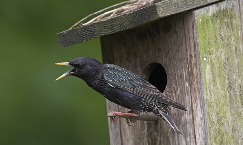 Der Star als Vogel des Jahres 2018 steht im Zentrum des Geschehens. Foto: Frank Hecker
