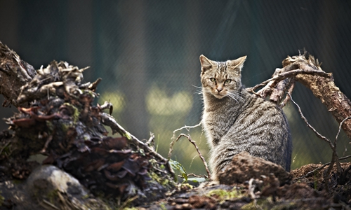 Auf Tuchfühlung mit den Wildkatzen im Harz. Foto: NABU 