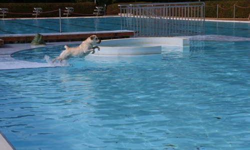 Hundeschwimmen im Freibad am Elm - der Eintritt ist frei! Foto: Privat