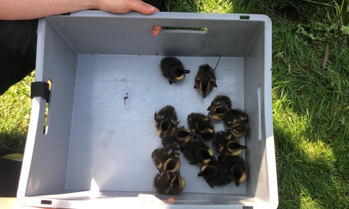 Die geretteten Küken. Fotos: Feuerwehr Helmstedt