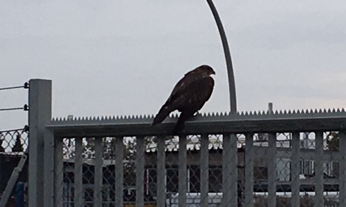 Nach seiner Rettung setzte sich der Bussard erstmal auf einen angrenzenden Zaun. Foto: Polizei