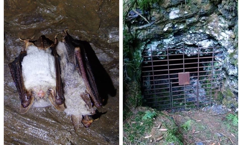 Die Eingänge wurden mit einem Gitter verschlossen, damit die Tiere ungestört überwintern können. Fotos: Siegfried Wielert