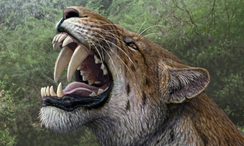 Zeichnung Homotherium Flehmen von Mauricio Anton. Foto: paläon GmbH - Forschungs- und Erlebniszentrum Schöninger Speere