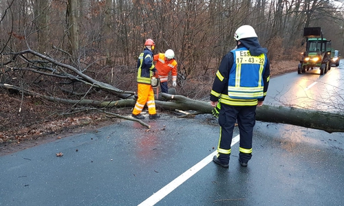 Der Baum brachte den Verkehr zum Erliegen. Fotos: Feuerwehr Essehof