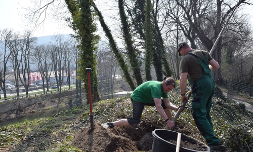 Wo vor einen halben Jahrhundert eine imposante Ulmengruppe stand, werden zwei junge Bäume als ihre Nachfolger gepflanzt. Foto: Stadt Goslar