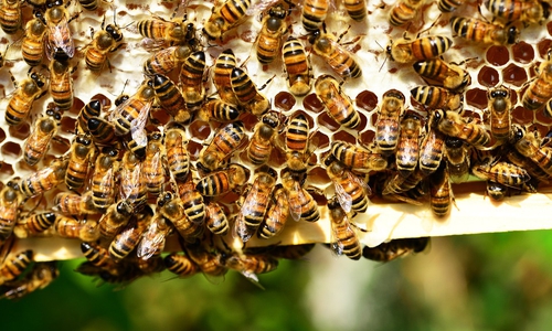 Bienen sind durch die Tierseuche bedroht.
Symbolbild: pixabay