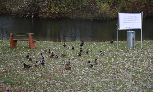 Ein Fall von Geflügelpest ist jetzt auch in Wolfsburg bekannt. Symbolbild: aktuell24(BM)