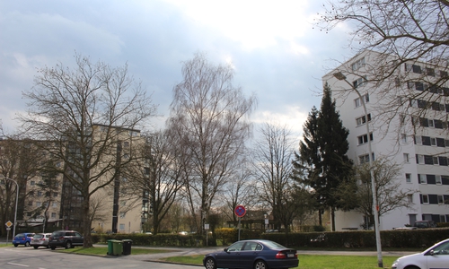 Mehrere Bäume an der Schulenburgallee sollen gefällt werden. Foto: Christoph Böttcher