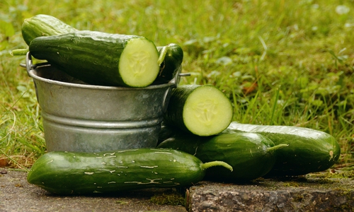 Ein Virus bedroht die Gurken, Zucchini und Kürbisernte nun auch in Mitteleuropa - Ernteausfälle von bis zu 50 Prozent sind die Folge. Symbolfoto. Pixabay
