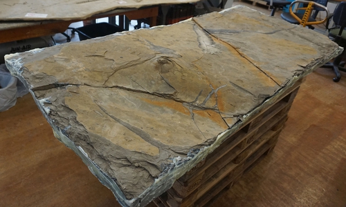 Forscher haben ein neues Meeressaurier-Skelett entdeckt und "Creedence" getauft. . Foto: Staatliches Naturhistorisches Museum