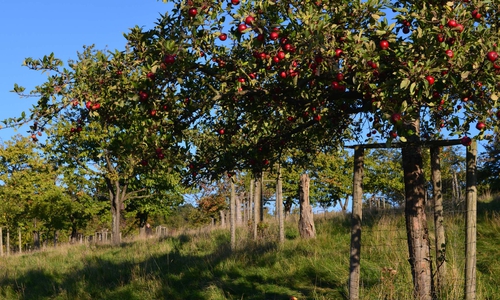 Saft mitnehmen oder Äpfel Pflücken: Nabu Kreisgruppe Wolfenbüttel lädt zum Apfelfest auf die Streuobstwiese am Kirchenberg bei Hornburg. Foto: Cornelia Schilling